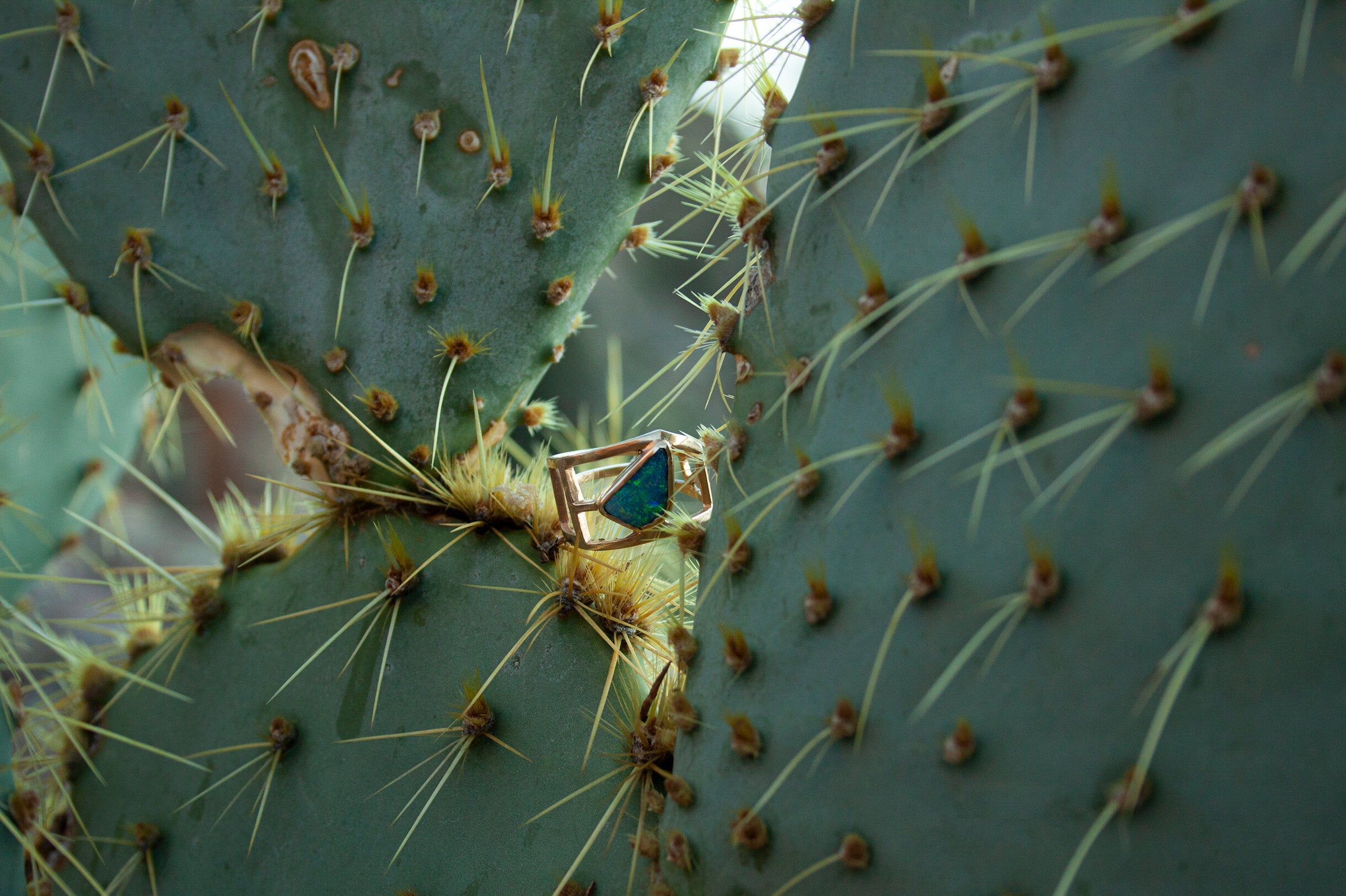 Claire Ring shown on cacti